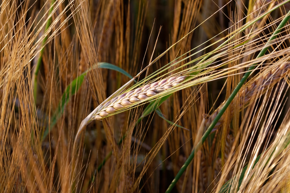 green and brown wheat plant