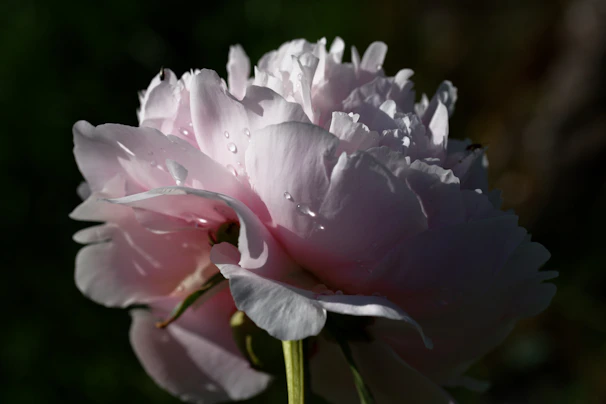 Close-up of a delicate pink rose with dewdrops on its petals in soft natural light