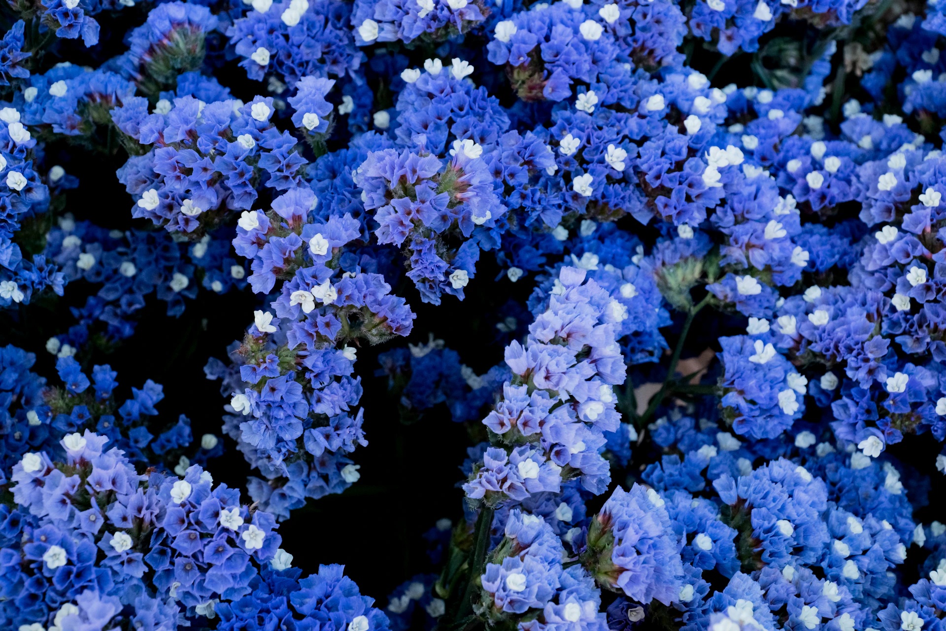 A vibrant flower board with blue and white blooms arranged in an elegant pattern, showcasing Kasihbiru's signature style.