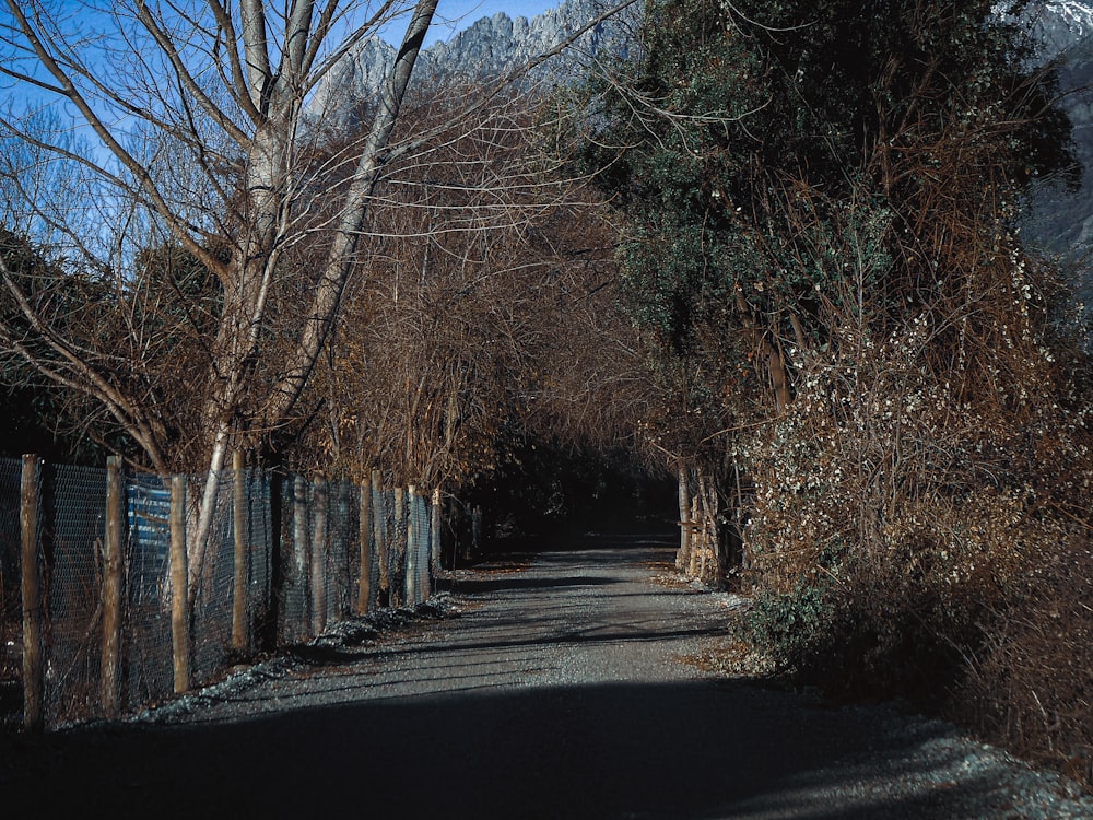 gray road between brown trees during daytime