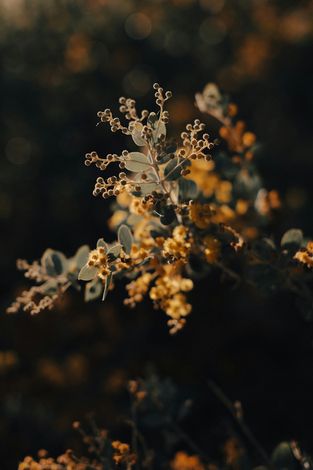 Flores blancas en lente de cambio de inclinación