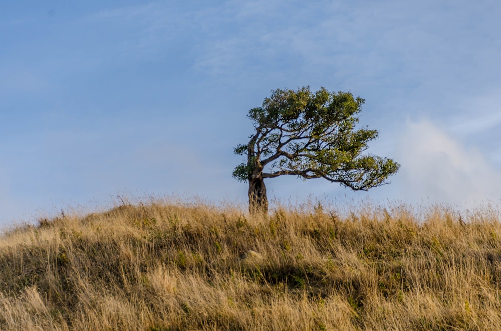 green tree on brown grass field under blue sky during daytime