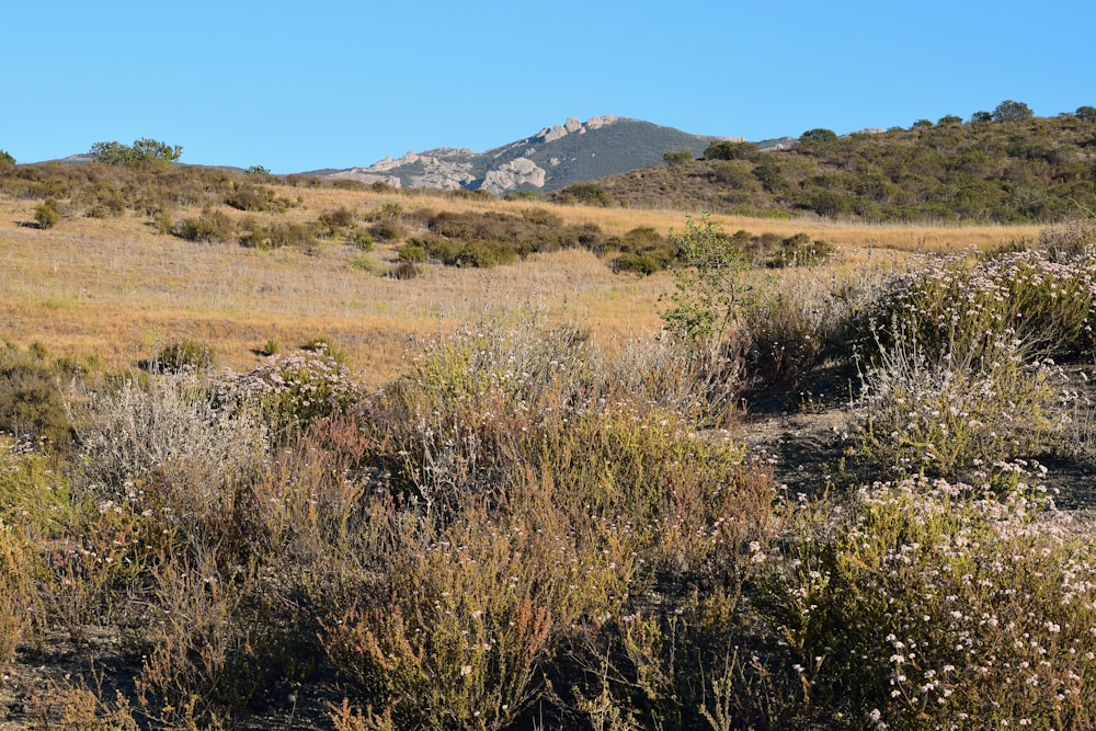 green grass field near mountain under blue sky during daytime