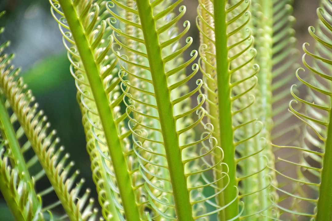 water droplets on green plant