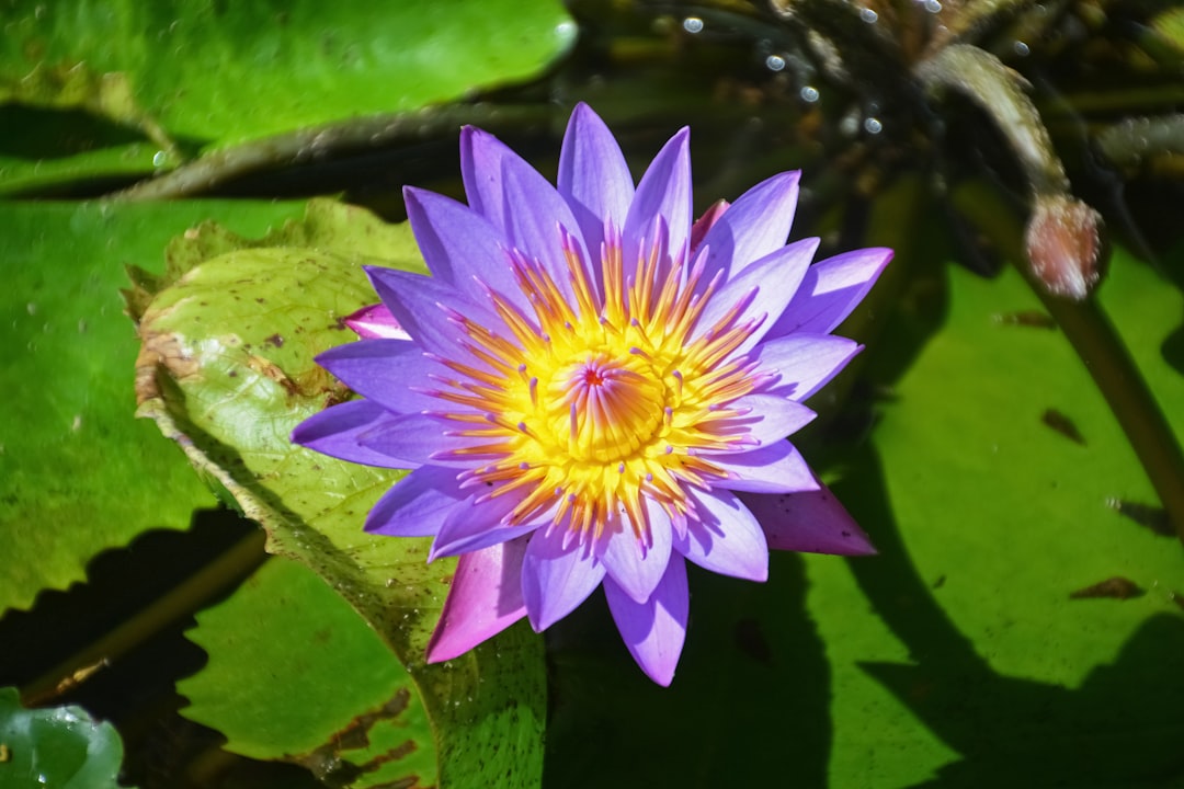 purple waterlily in bloom during daytime