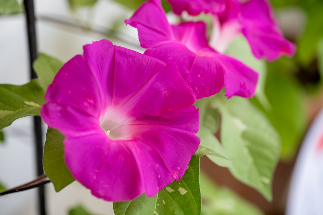 pink flower in tilt shift lens