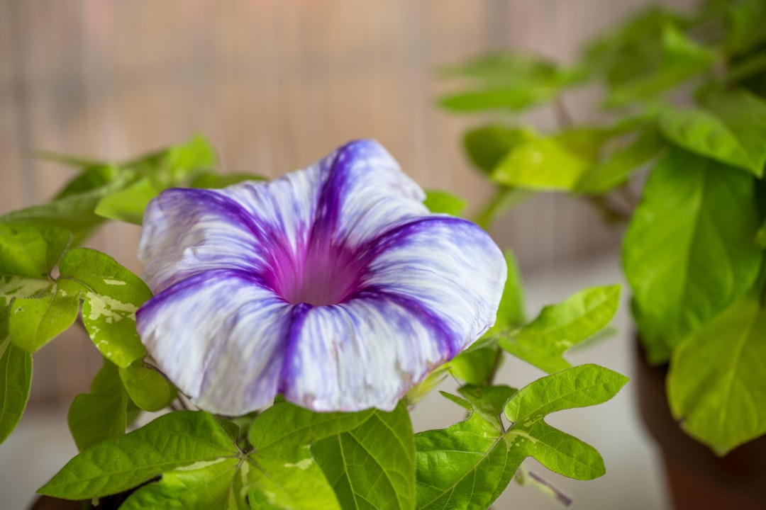 purple and white flower in tilt shift lens