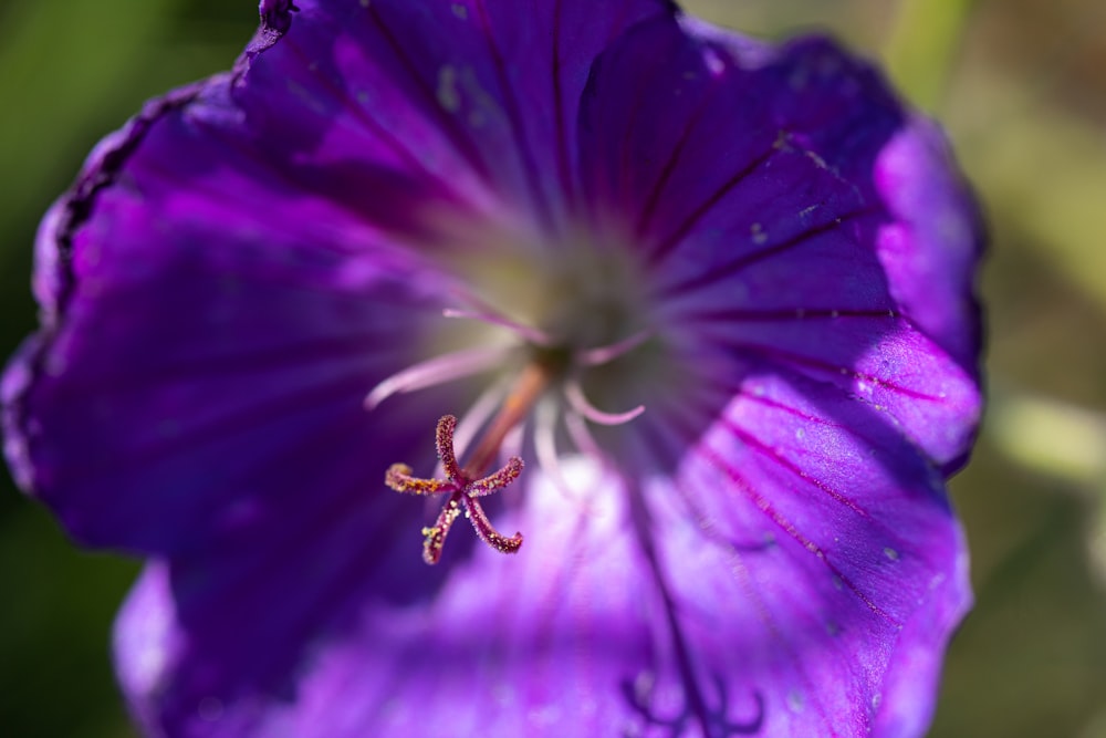 purple flower in macro shot