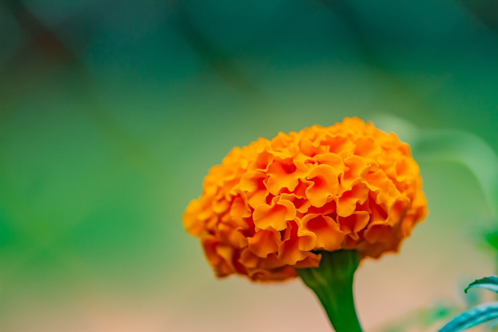 yellow flower in tilt shift lens