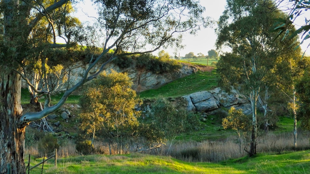 green grass field with green trees during daytime