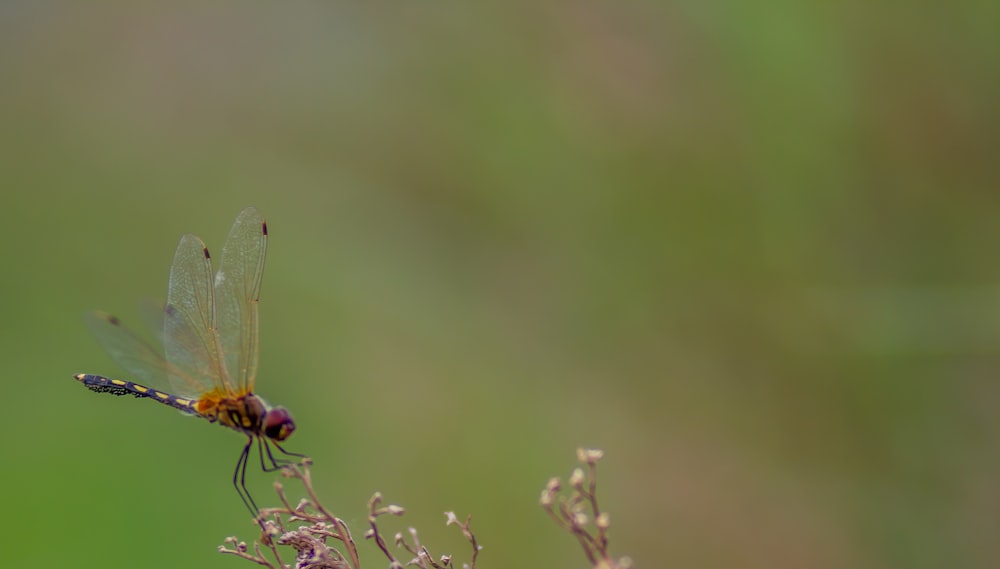 green dragonfly perched on green plant stem in close up photography during daytime