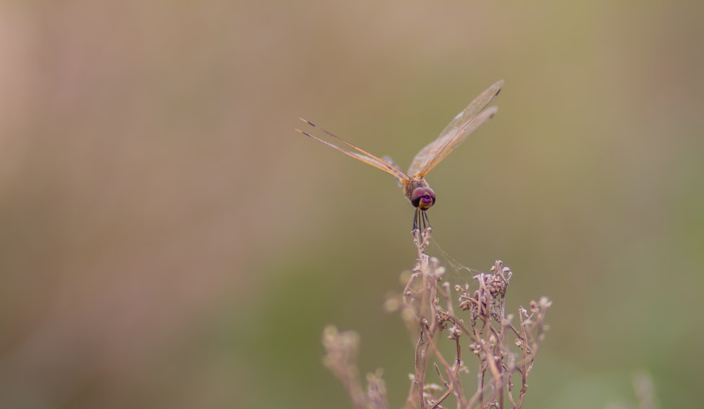 brown dragonfly perched on purple flower in close up photography during daytime