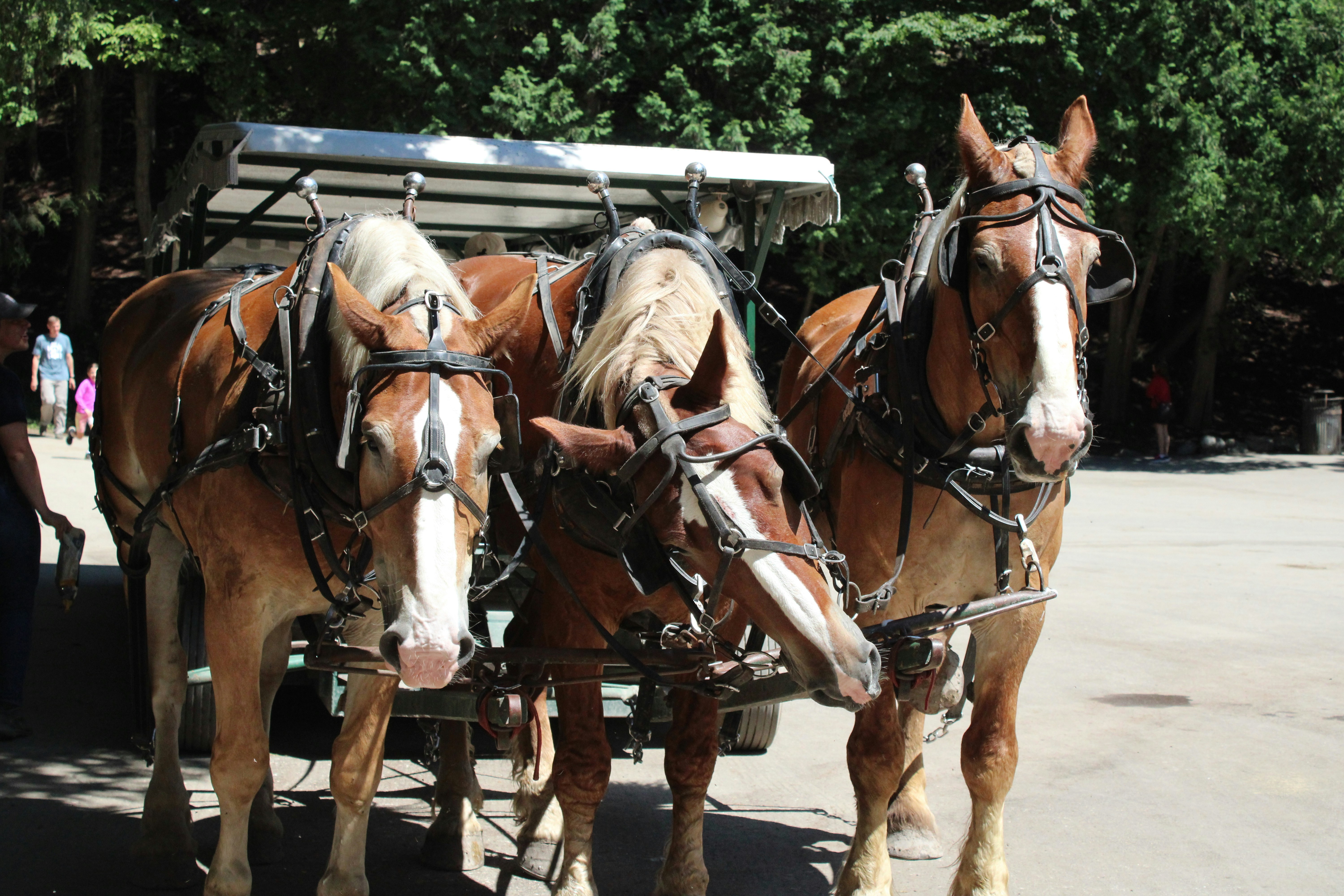 brown horse with white carriage