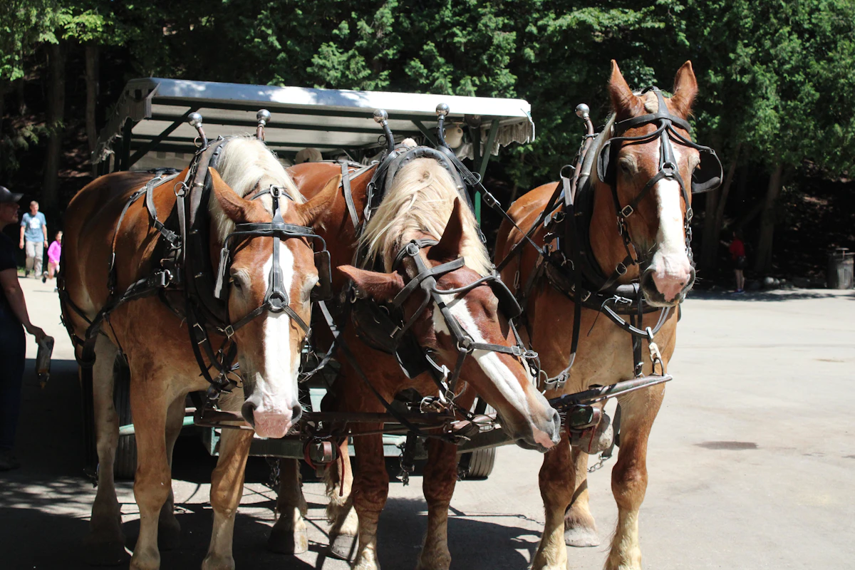 Horse-drawn carriage on a tree-lined road on Mackinac Island