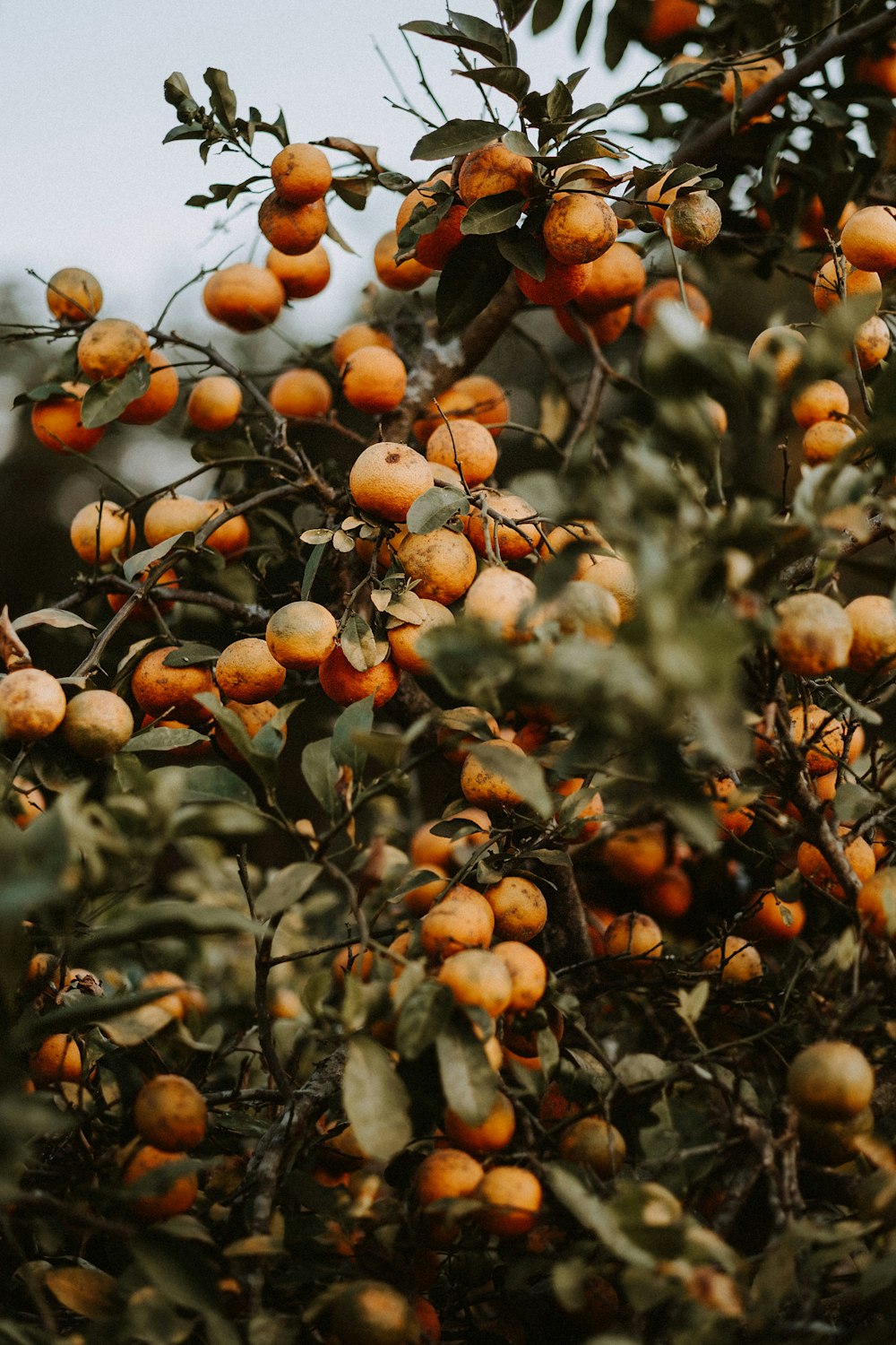 orange fruits on tree during daytime