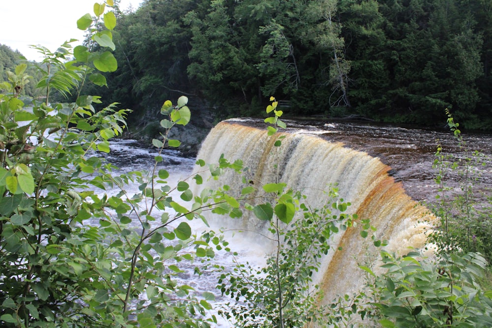 yellow flowers on green plants beside river