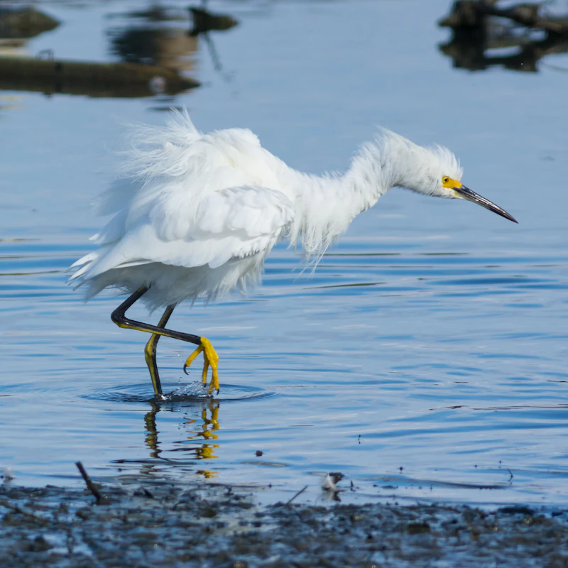 Snowy Egret (Egretta thula)