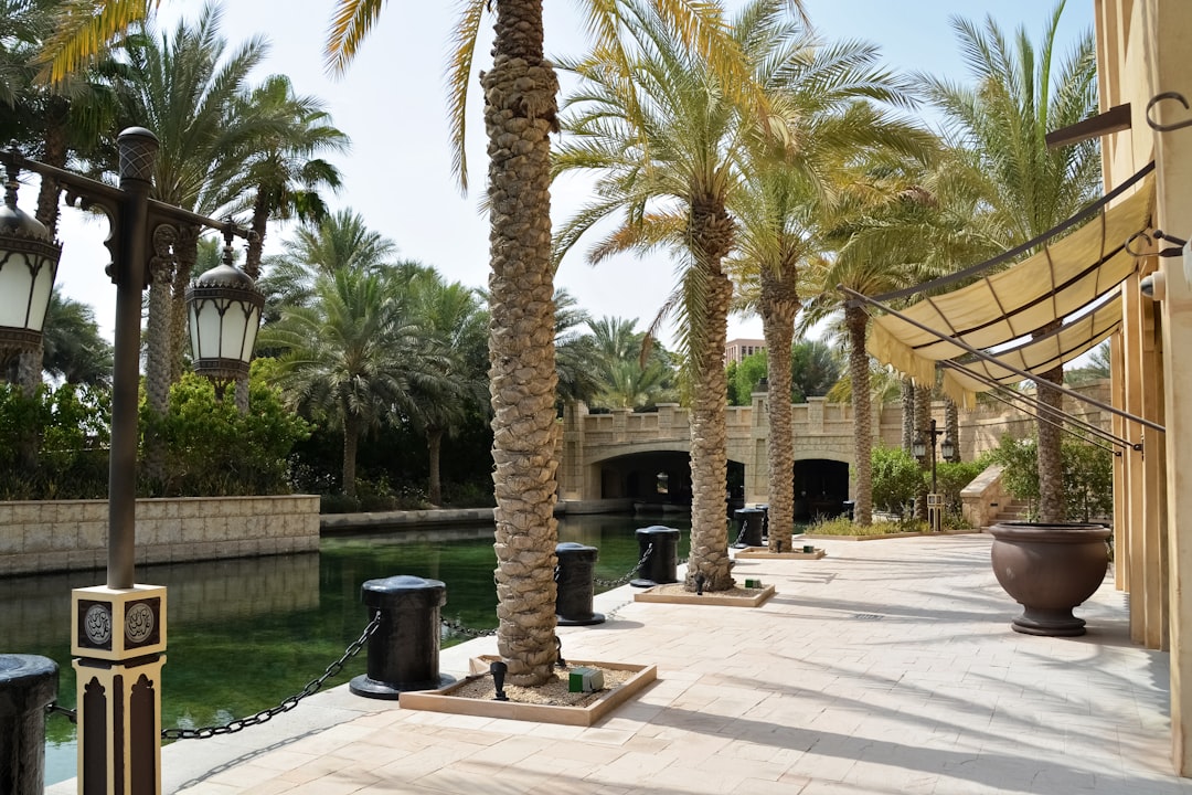 palm trees near brown wooden table and chairs