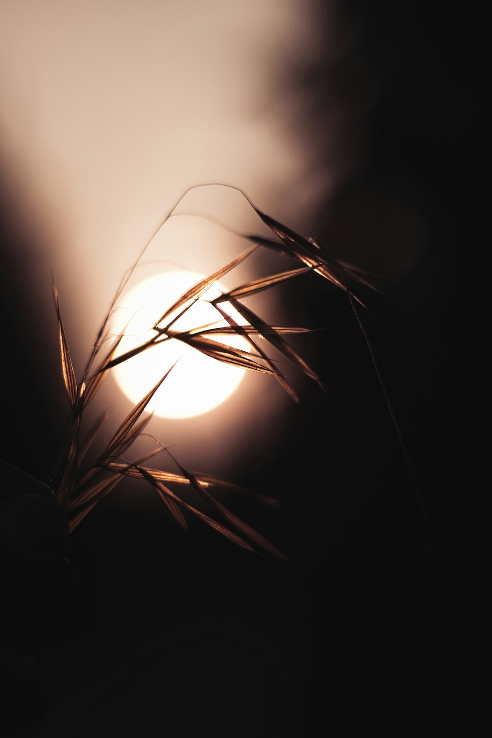 brown plant in black background