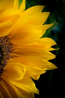 A close-up of a sunflower's dark center with sharp, jagged petals under stark lighting.