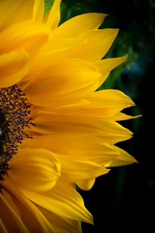 A close-up of a sunflower's dark center with sharp, jagged petals under stark lighting.