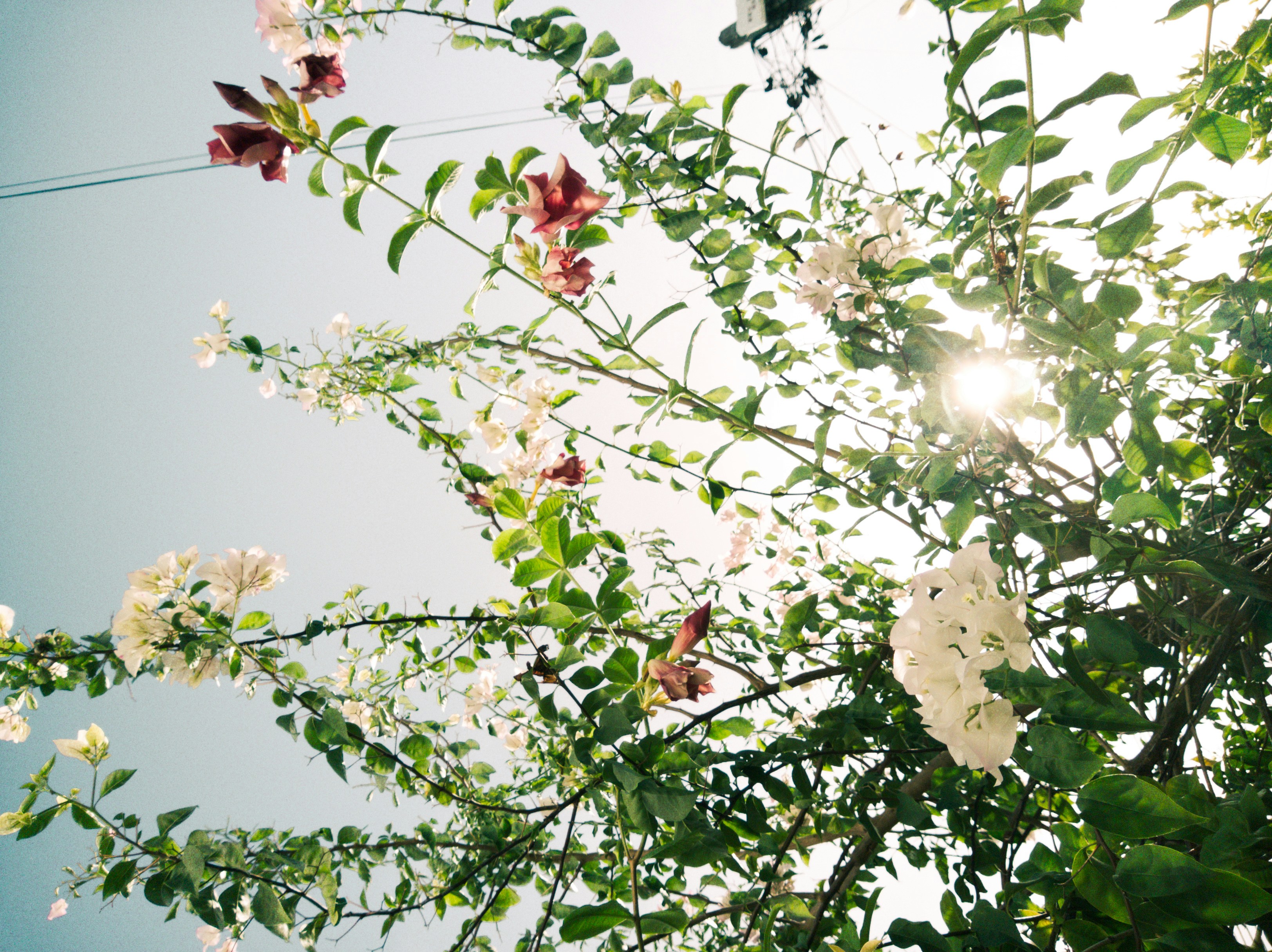 white and red flowers under blue sky during daytime