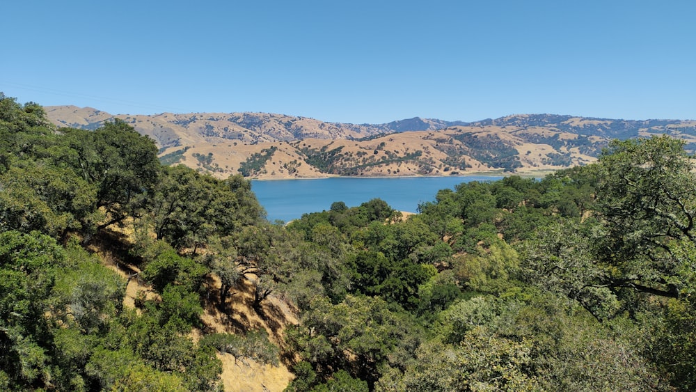 green trees near body of water during daytime