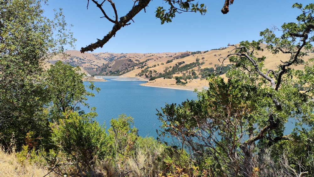 green trees near blue sea under blue sky during daytime