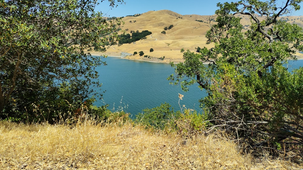 Campo de hierba verde cerca del lago durante el día