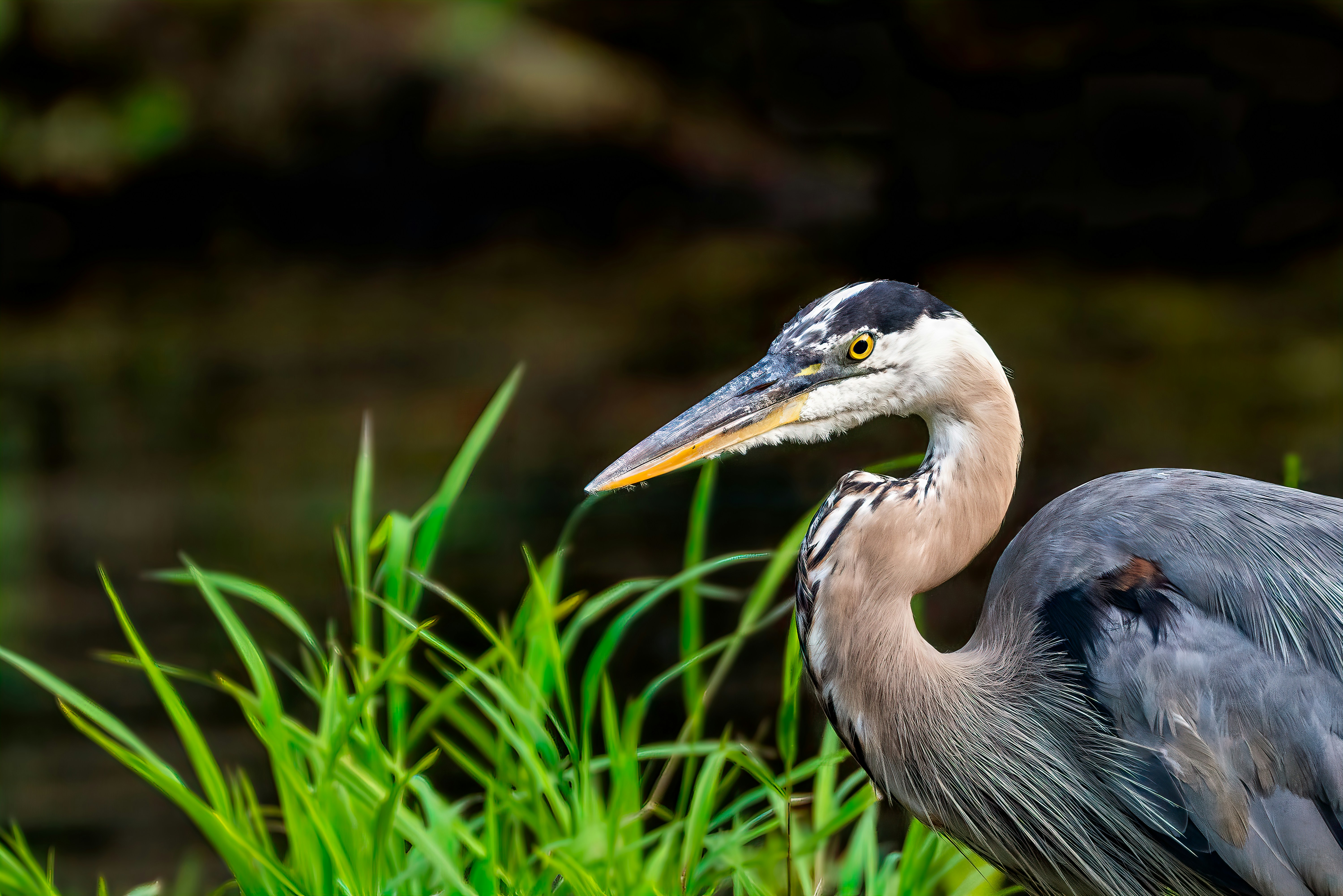 grey heron on green grass during daytime