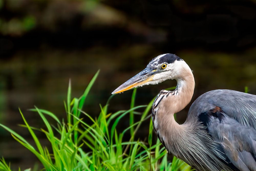 grey heron on green grass during daytime