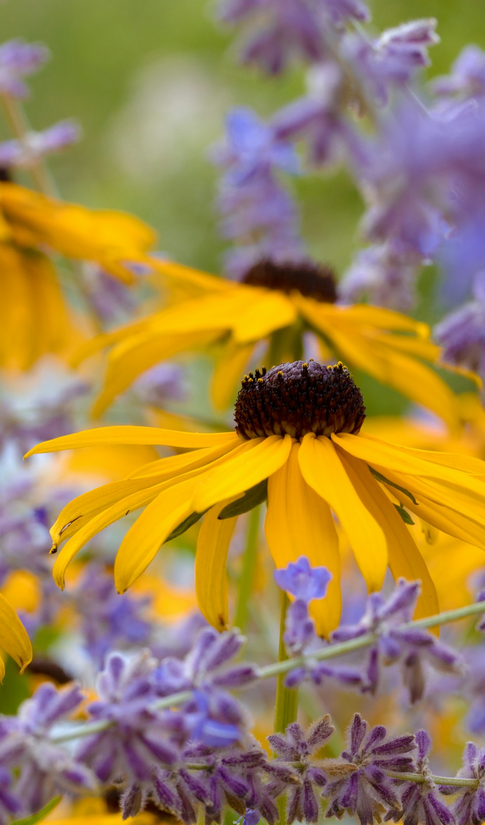 yellow flower in tilt shift lens