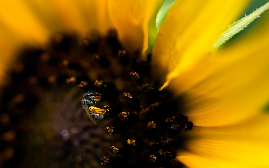 yellow and black bee on yellow flower