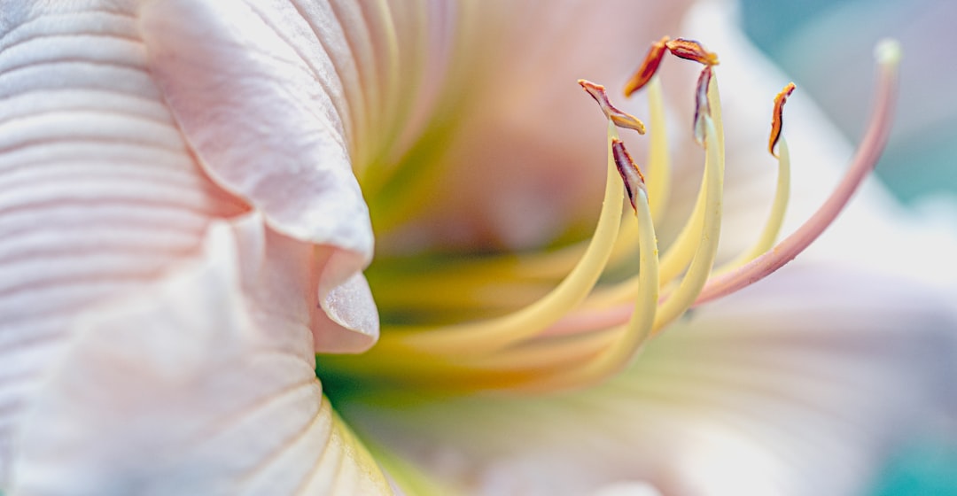 white flower in macro shot