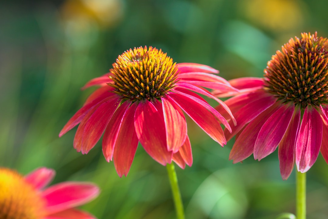 red and yellow flower in tilt shift lens