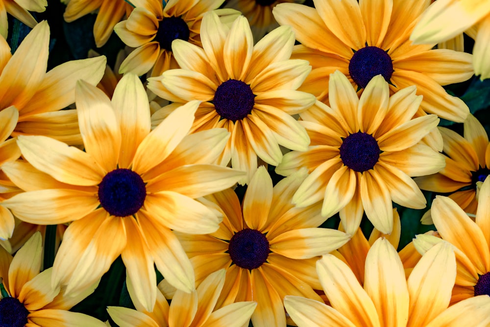 fleur jaune et noire en gros plan photographie
