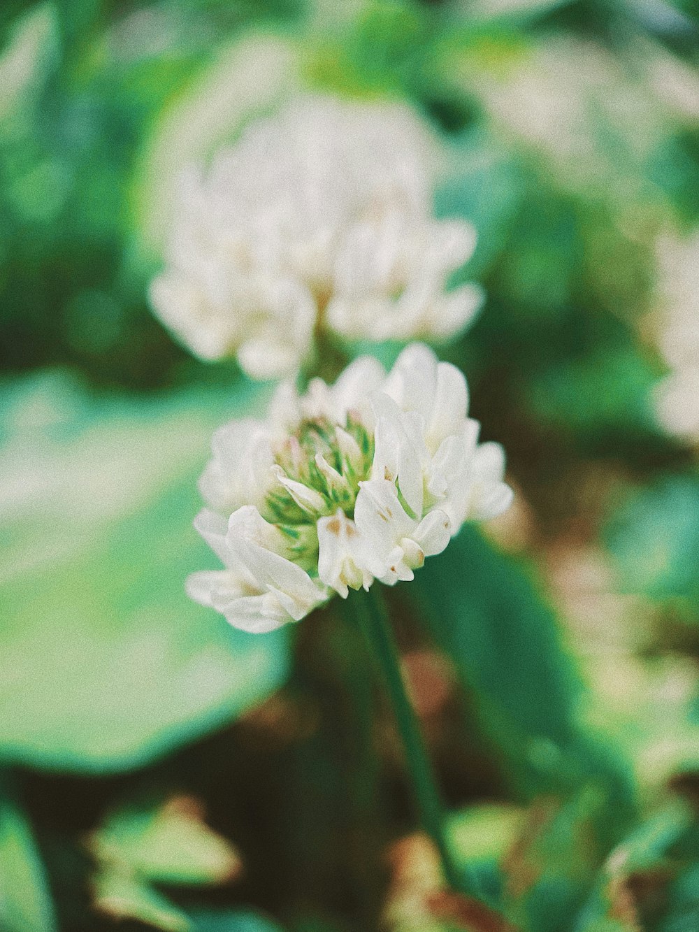 white flower in tilt shift lens