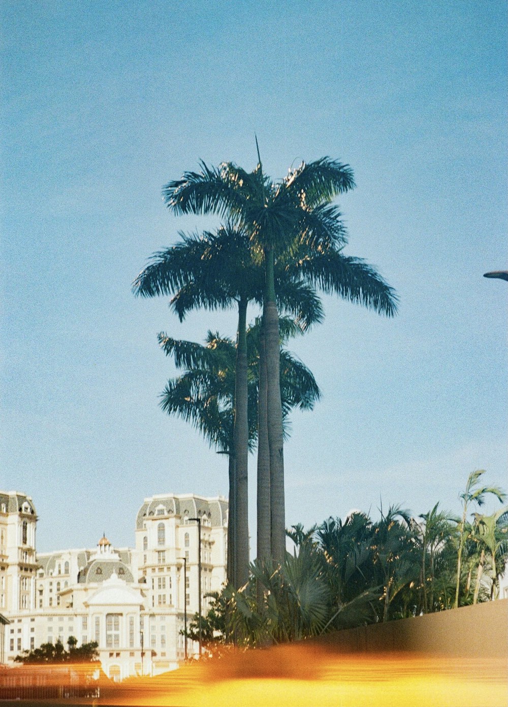 palm tree near white concrete building