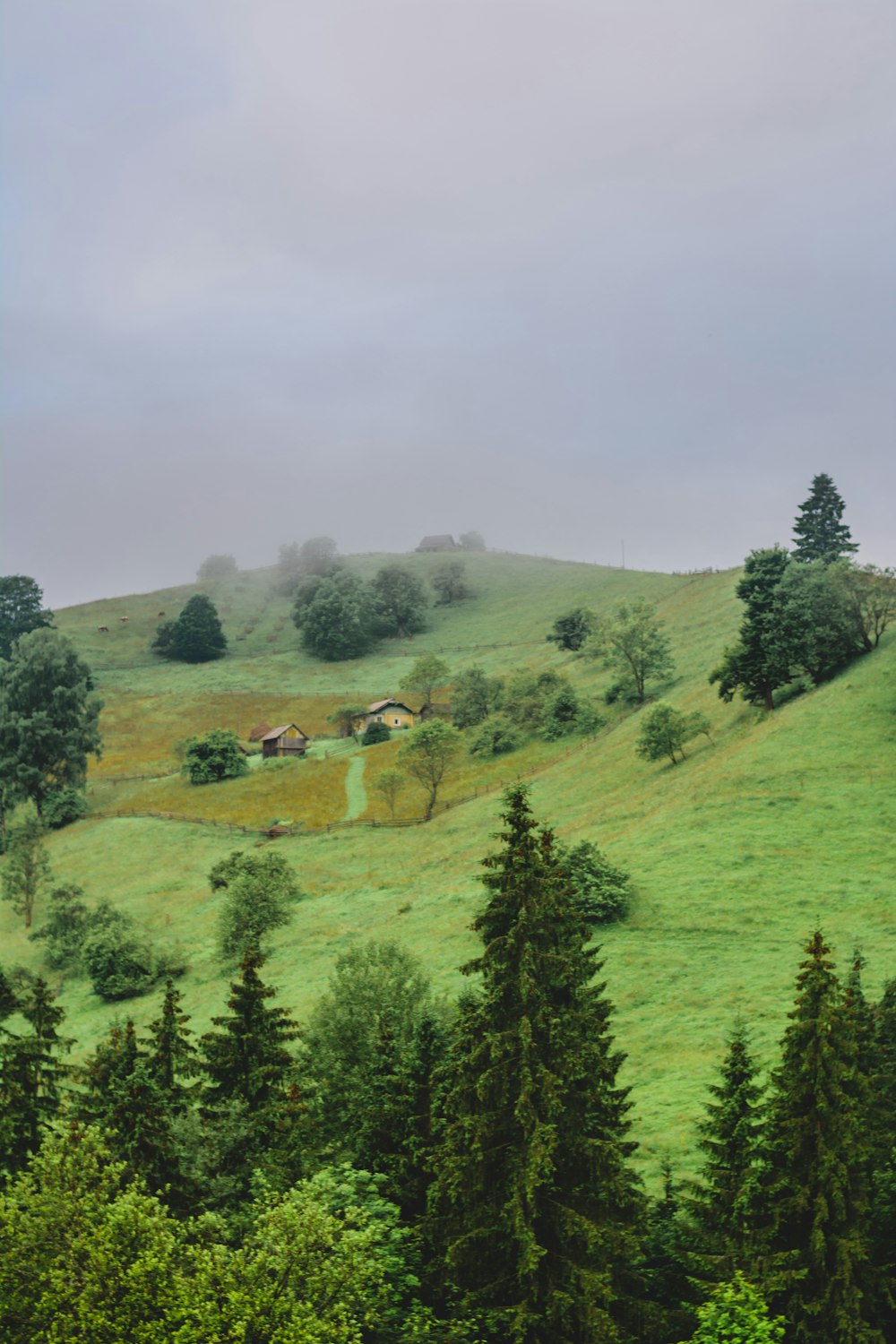 green grass field and trees during daytime