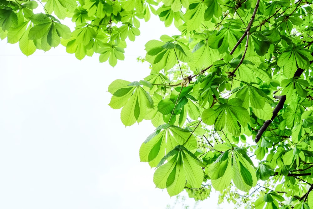 green leaves under white sky during daytime