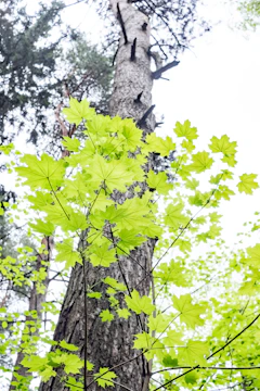 A healthy maple tree standing tall in a well-kept garden.