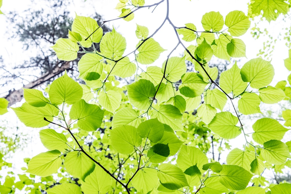 green leaves on white and black textile