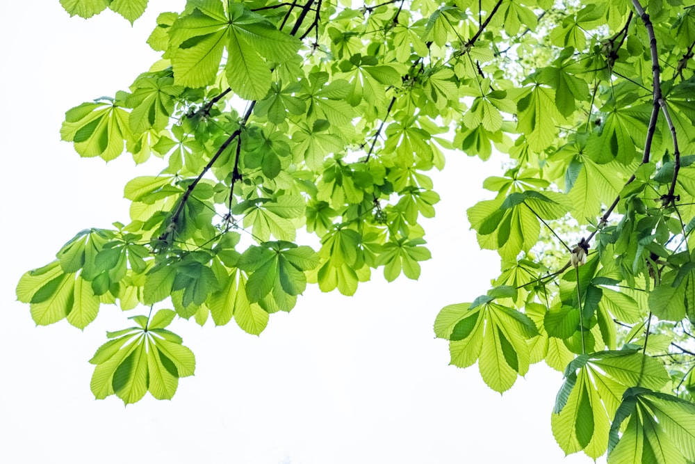 green leaves with white background