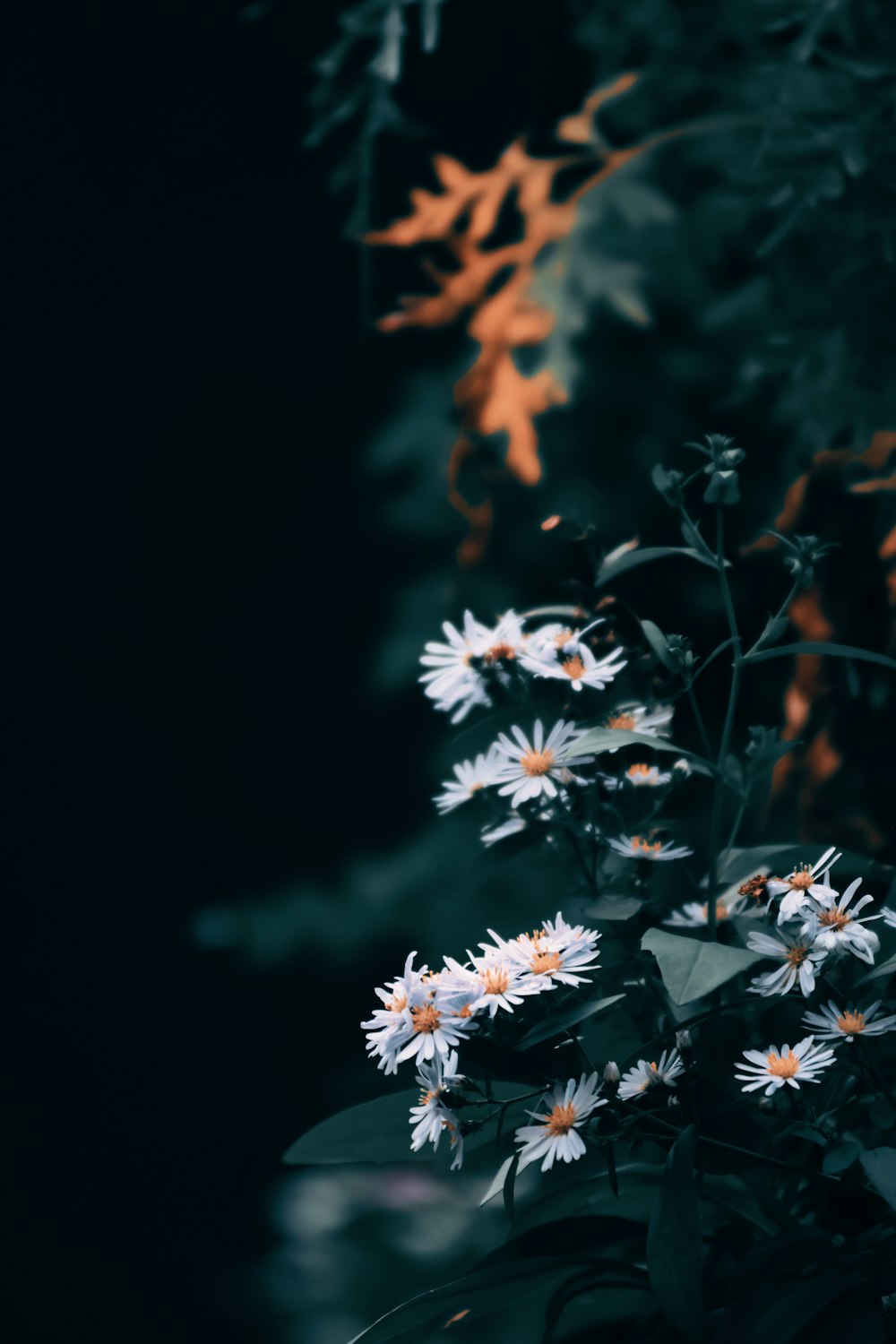 white and brown flowers in tilt shift lens