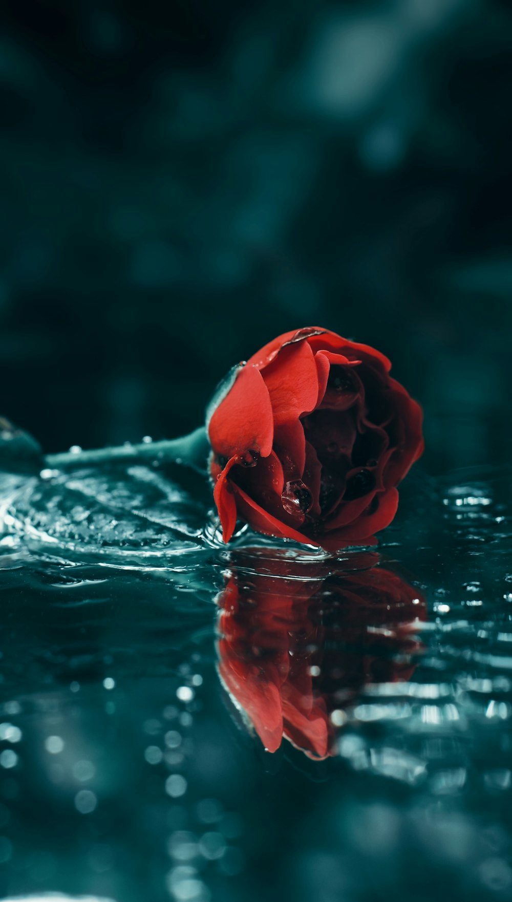 rose rouge dans l’eau pendant la journée