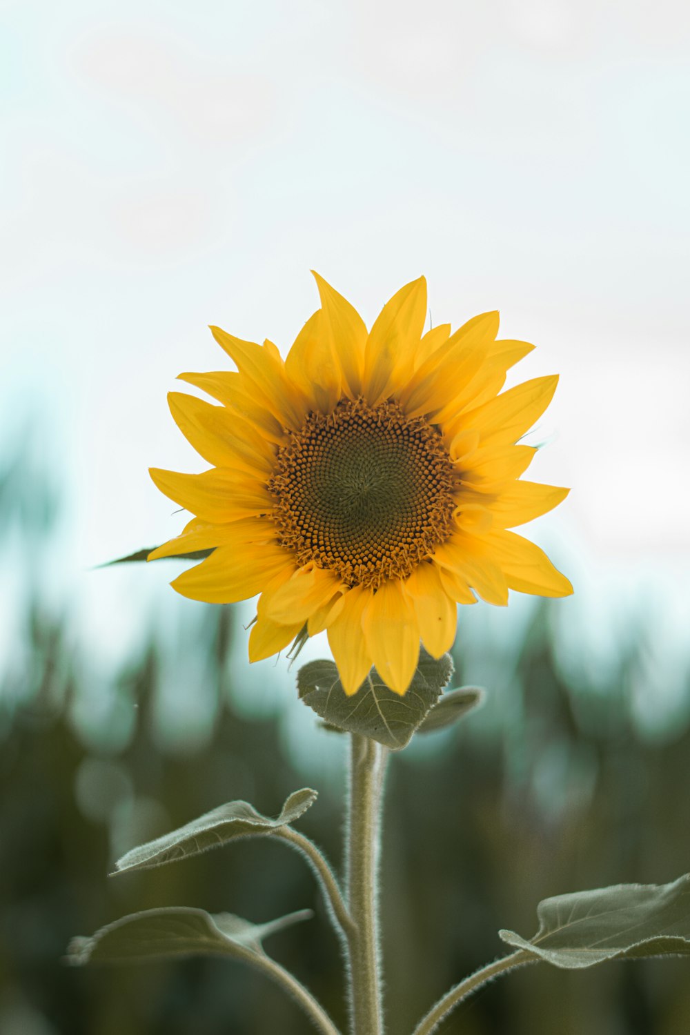 yellow sunflower in bloom during daytime