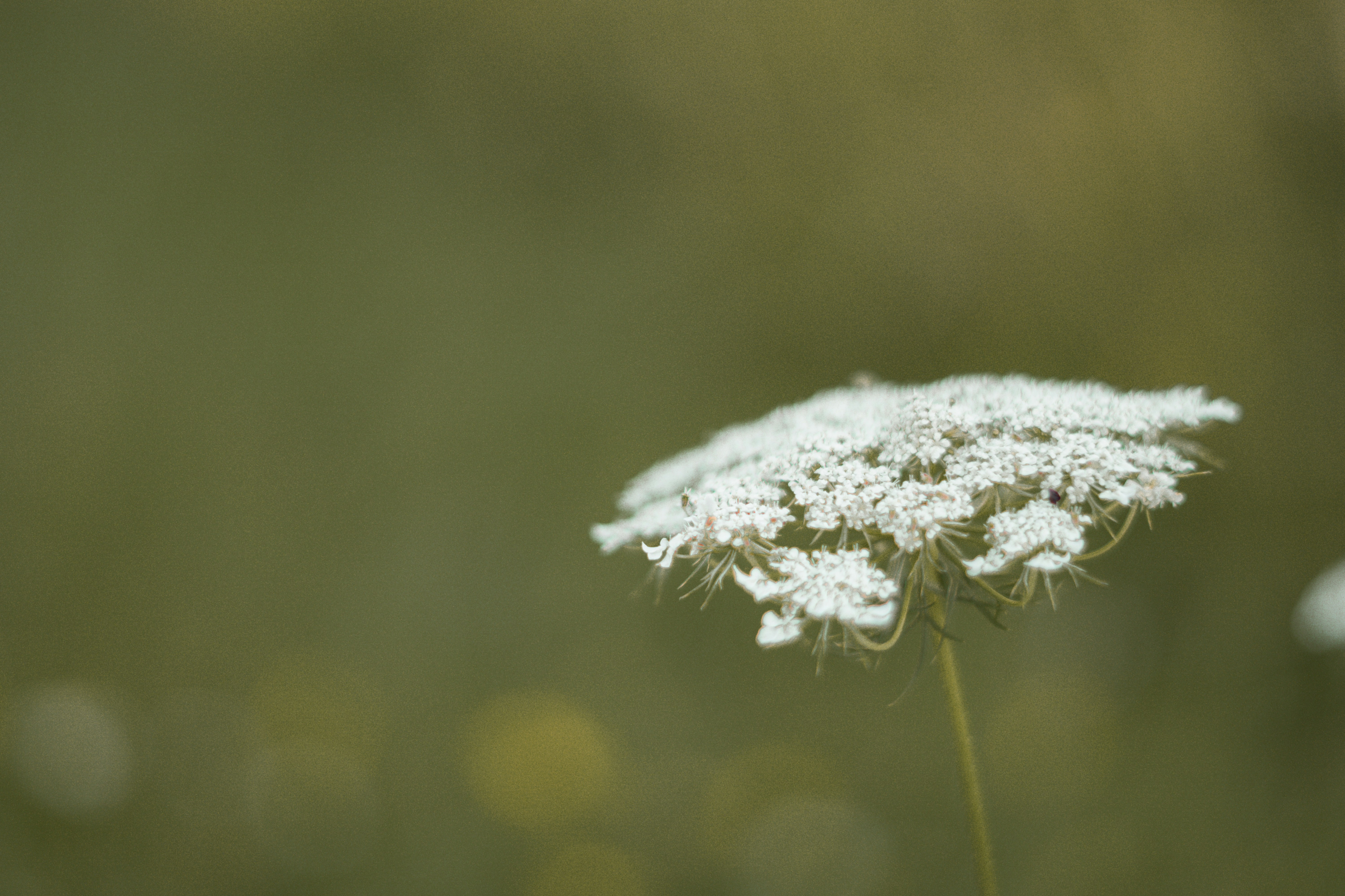 Photo by fanjatastisch