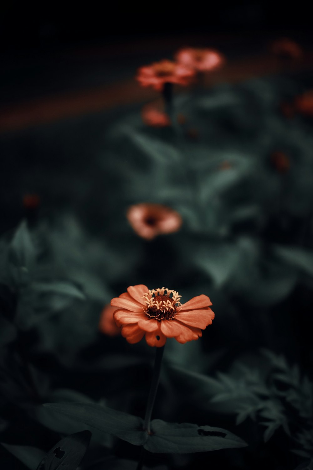 pink flower in tilt shift lens