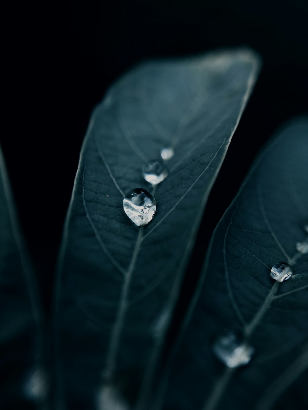 water droplet on green leaf