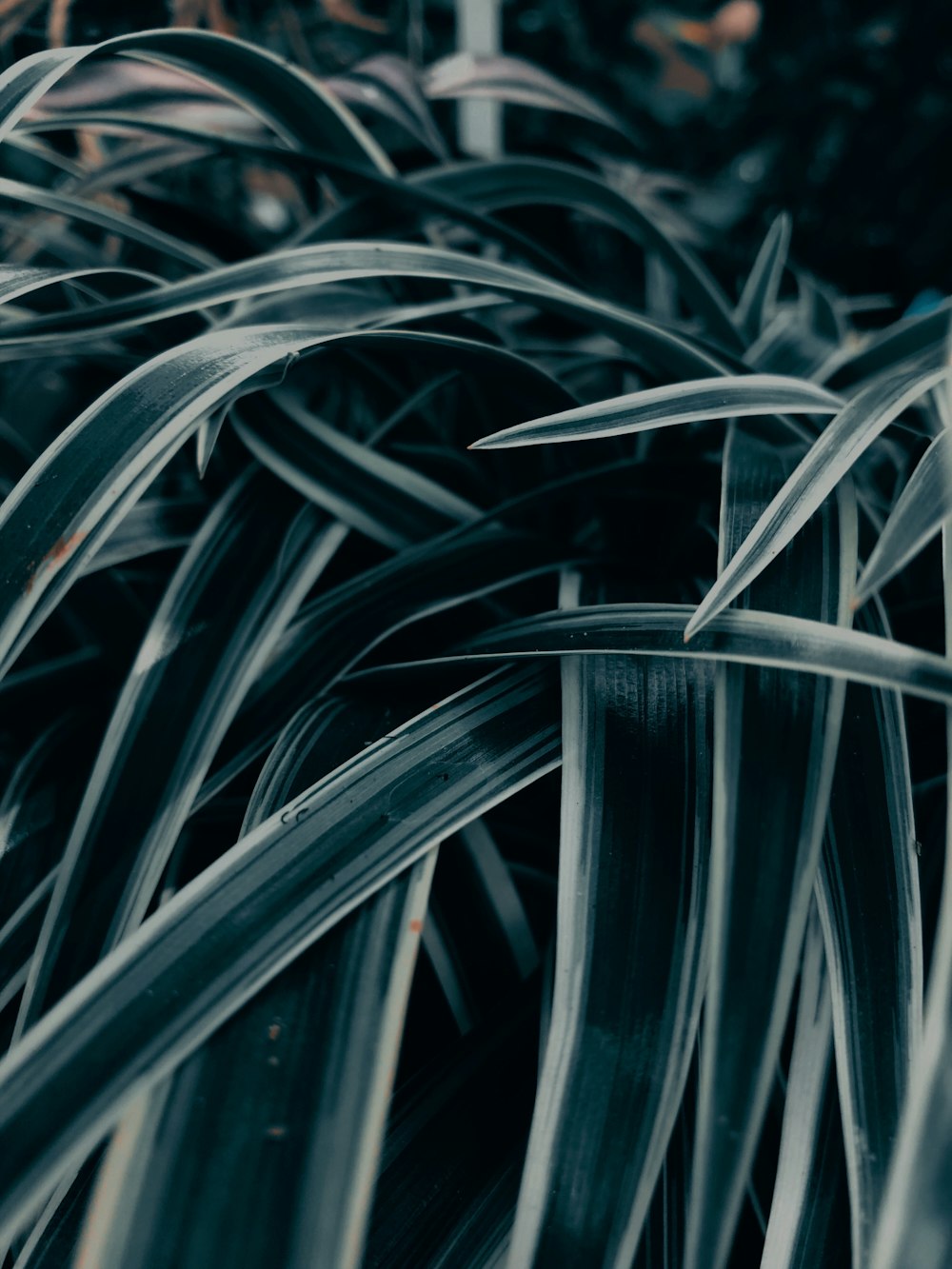 water droplets on green plant